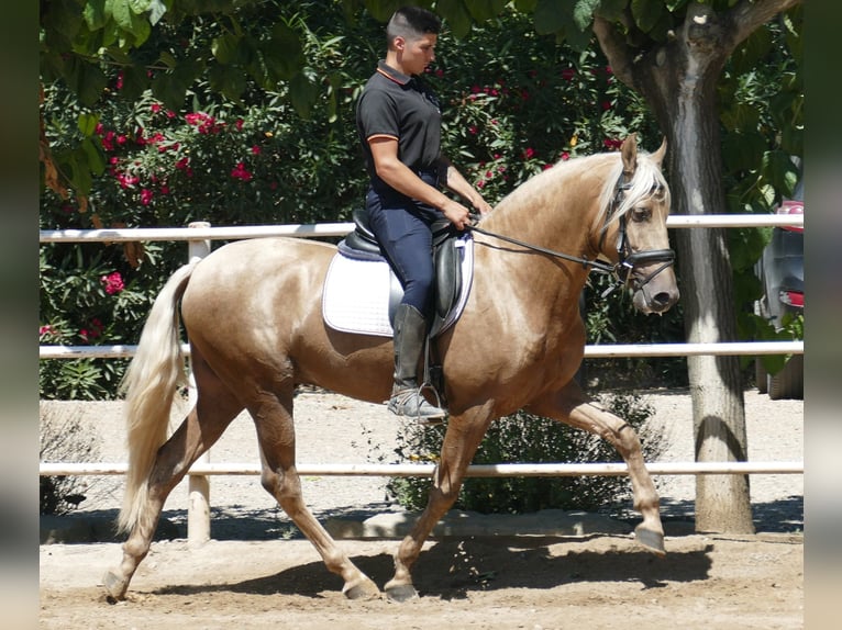 PRE Croisé Étalon 3 Ans 161 cm Palomino in Granollers