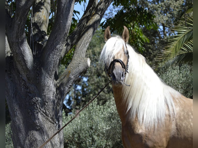 PRE Croisé Étalon 3 Ans 161 cm Palomino in Granollers