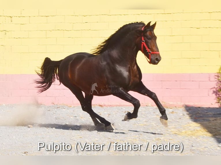 PRE Étalon 3 Ans 161 cm Perle in Provinz Cordoba