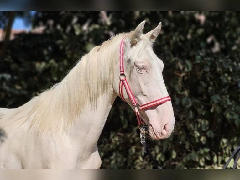 PRE Croisé Étalon 3 Ans 161 cm Perlino in Visz