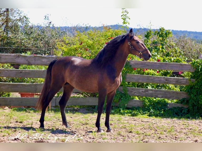 PRE Étalon 3 Ans 161 cm Peut devenir gris in Polenz