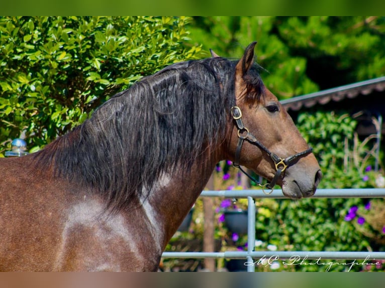 PRE Étalon 3 Ans 161 cm Peut devenir gris in Polenz