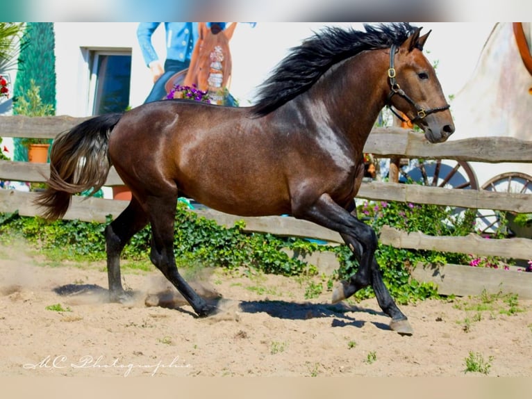 PRE Étalon 3 Ans 161 cm Peut devenir gris in Polenz