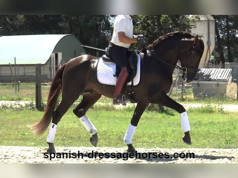 PRE Croisé Étalon 3 Ans 162 cm Alezan brûlé in Barcelona