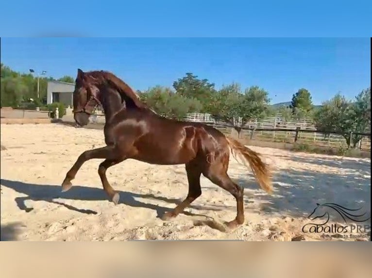 PRE Étalon 3 Ans 162 cm Alezan in Logro&#xF1;o