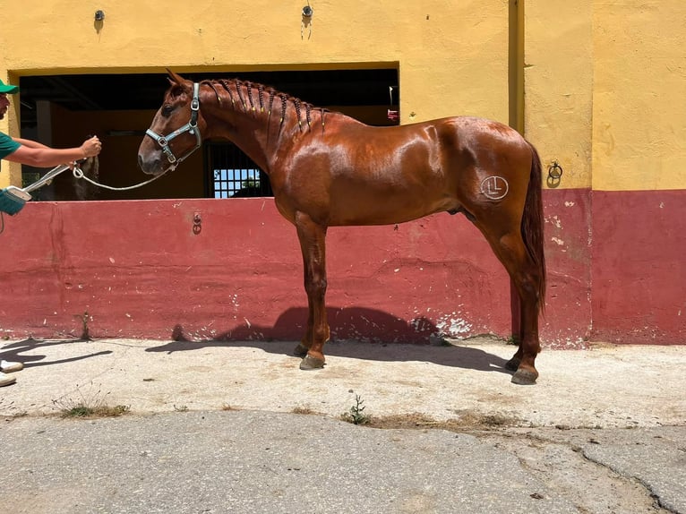 PRE Étalon 3 Ans 162 cm Alezan cuivré in Terrassa