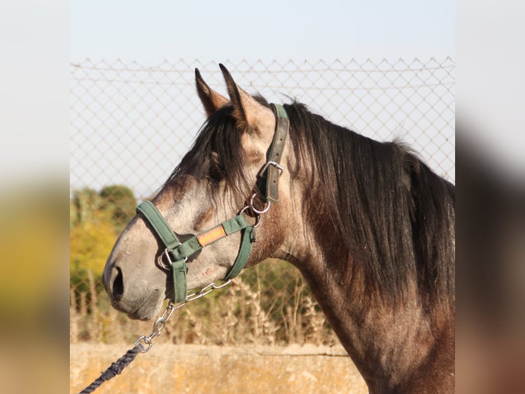 PRE Croisé Étalon 3 Ans 162 cm Aubère in Vejer de la Frontera