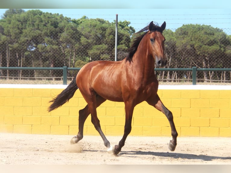 PRE Croisé Étalon 3 Ans 162 cm Bai cerise in Hamburg