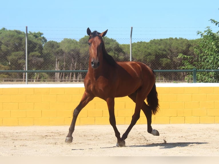 PRE Croisé Étalon 3 Ans 162 cm Bai cerise in Hamburg