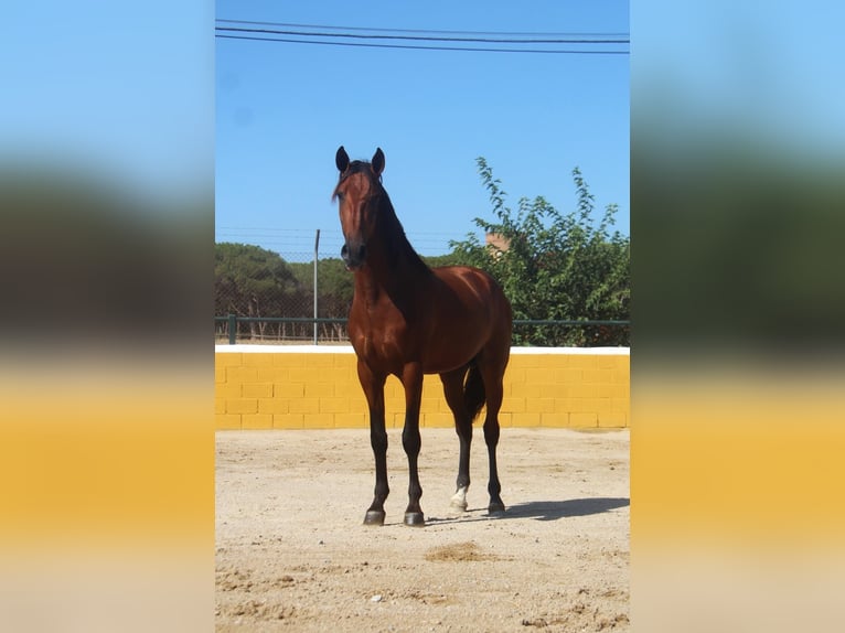 PRE Croisé Étalon 3 Ans 162 cm Bai cerise in Hamburg