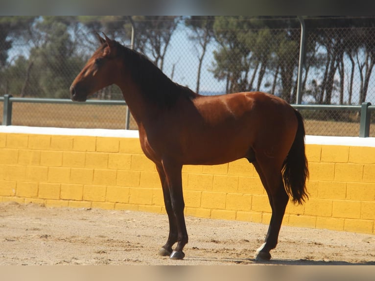 PRE Croisé Étalon 3 Ans 162 cm Bai cerise in Hamburg