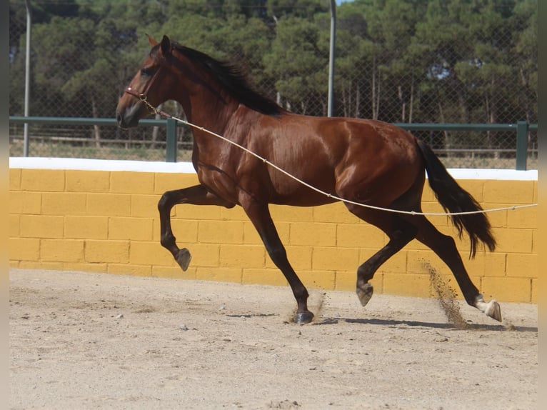 PRE Croisé Étalon 3 Ans 162 cm Bai cerise in Hamburg