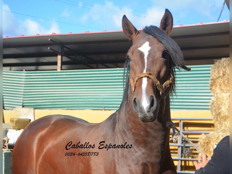 PRE Croisé Étalon 3 Ans 162 cm Bai in Vejer de la Frontera