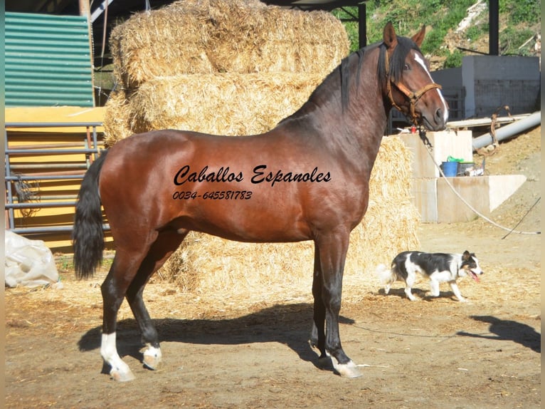 PRE Croisé Étalon 3 Ans 162 cm Bai in Vejer de la Frontera