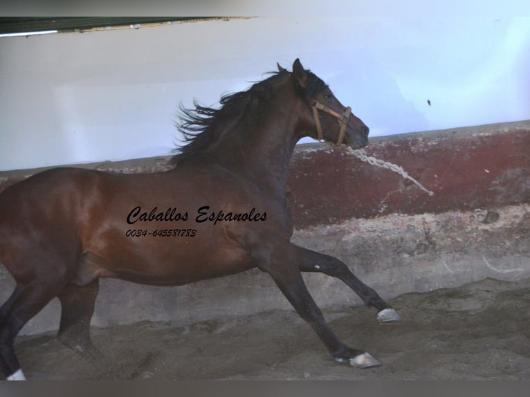 PRE Croisé Étalon 3 Ans 162 cm Bai in Vejer de la Frontera