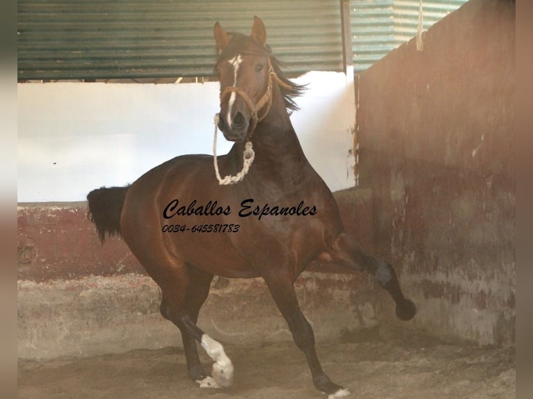 PRE Croisé Étalon 3 Ans 162 cm Bai in Vejer de la Frontera