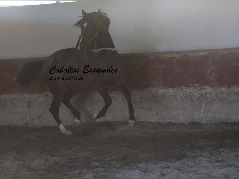 PRE Croisé Étalon 3 Ans 162 cm Bai in Vejer de la Frontera