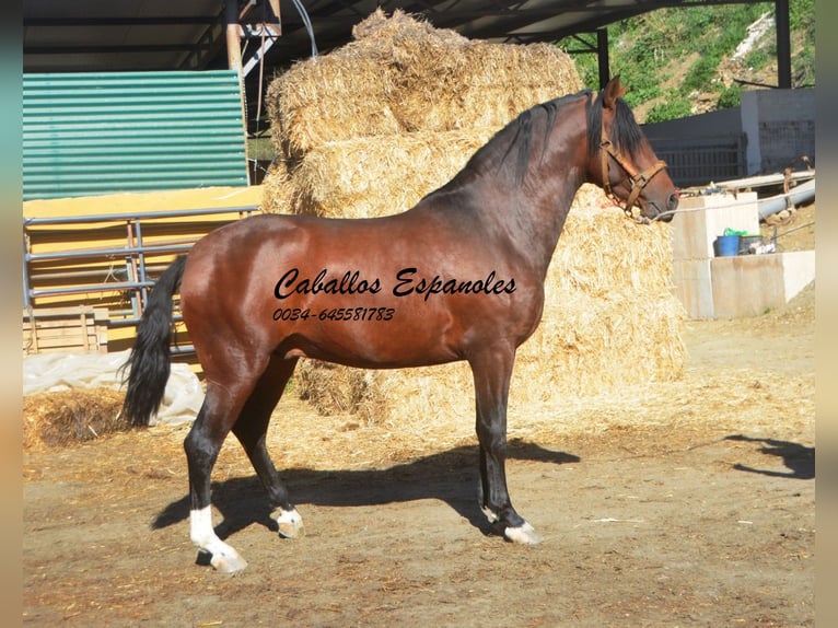 PRE Croisé Étalon 3 Ans 162 cm Bai in Vejer de la Frontera