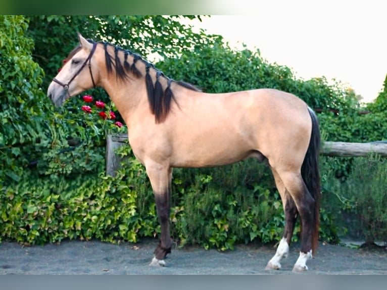 PRE Étalon 3 Ans 162 cm Buckskin in Galaroza (Huelva)