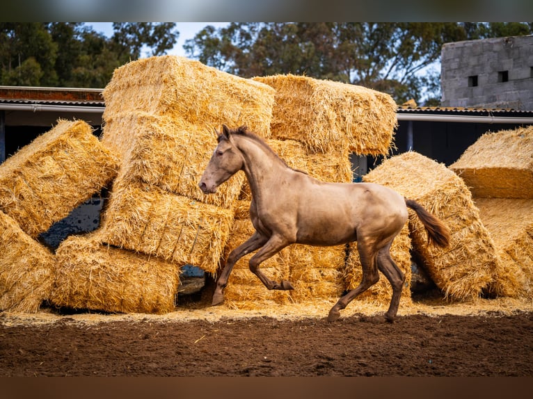 PRE Croisé Étalon 3 Ans 162 cm Champagne in Valencia