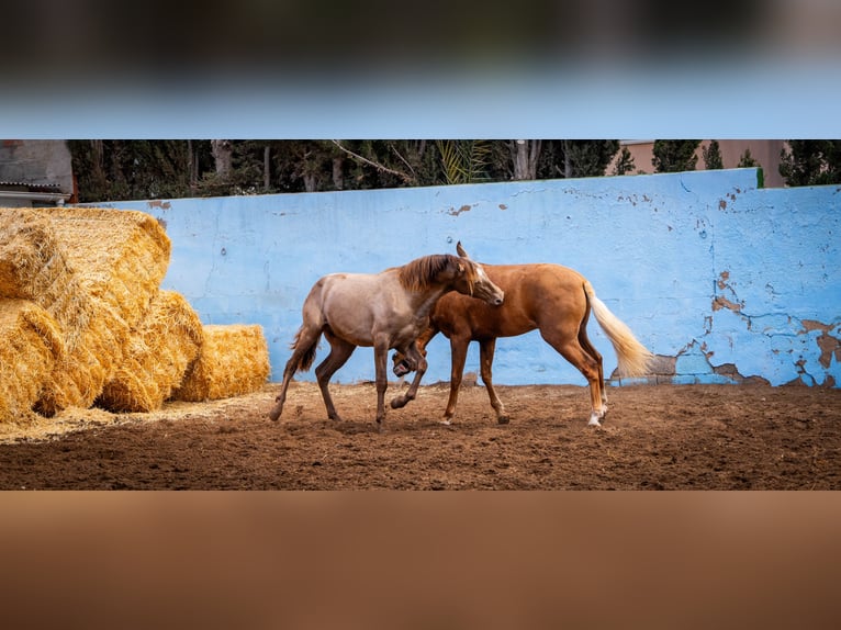 PRE Croisé Étalon 3 Ans 162 cm Champagne in Valencia