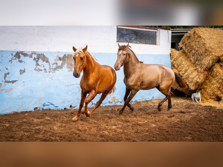 PRE Croisé Étalon 3 Ans 162 cm Champagne in Valencia