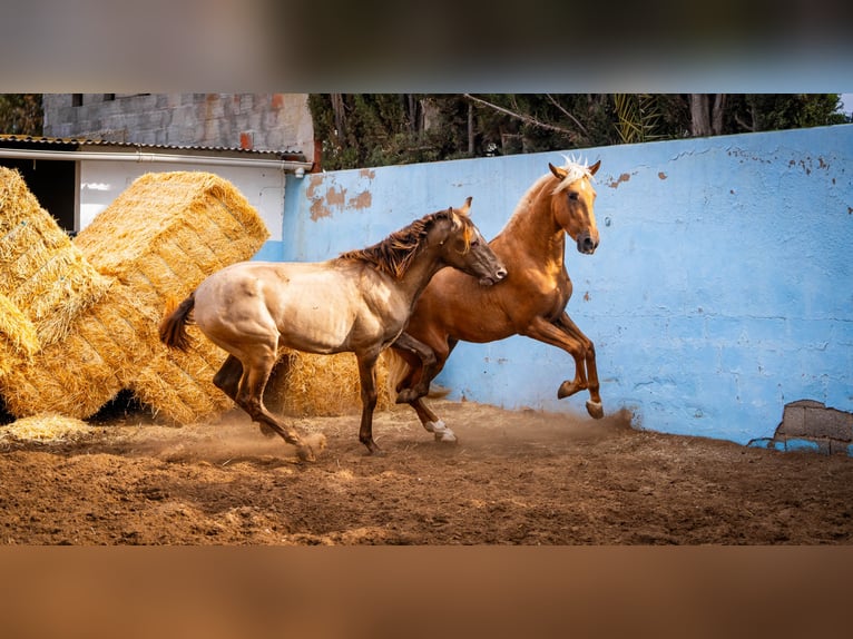 PRE Croisé Étalon 3 Ans 162 cm Champagne in Valencia