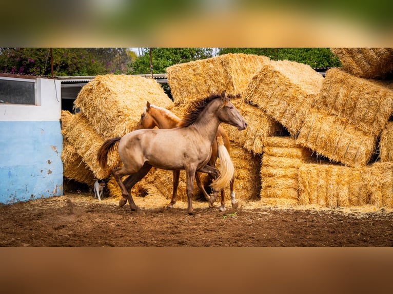 PRE Croisé Étalon 3 Ans 162 cm Champagne in Valencia