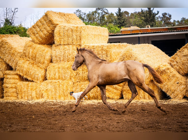 PRE Croisé Étalon 3 Ans 162 cm Champagne in Valencia