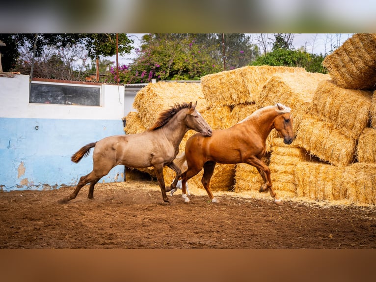 PRE Croisé Étalon 3 Ans 162 cm Champagne in Valencia