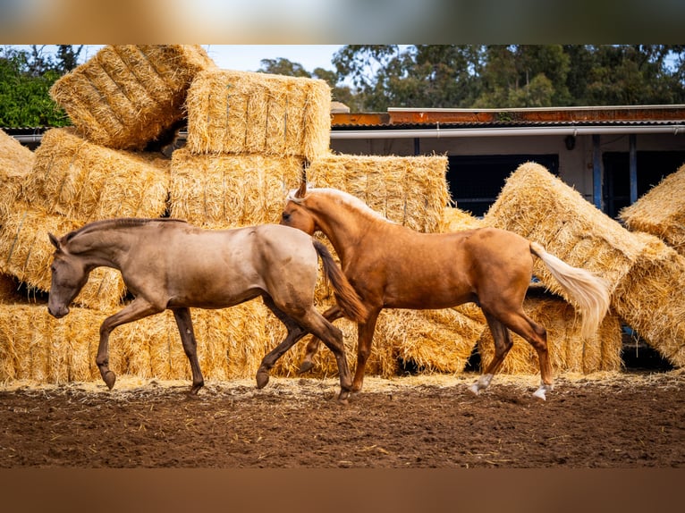 PRE Croisé Étalon 3 Ans 162 cm Champagne in Valencia