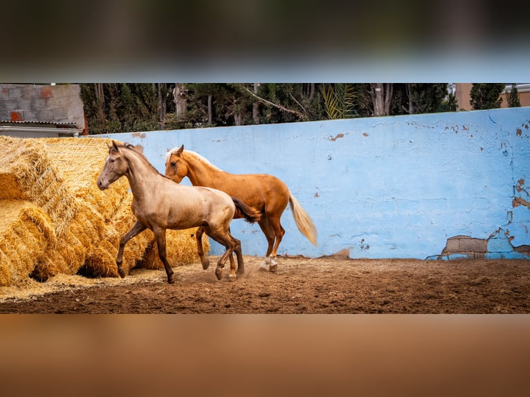 PRE Croisé Étalon 3 Ans 162 cm Champagne in Valencia