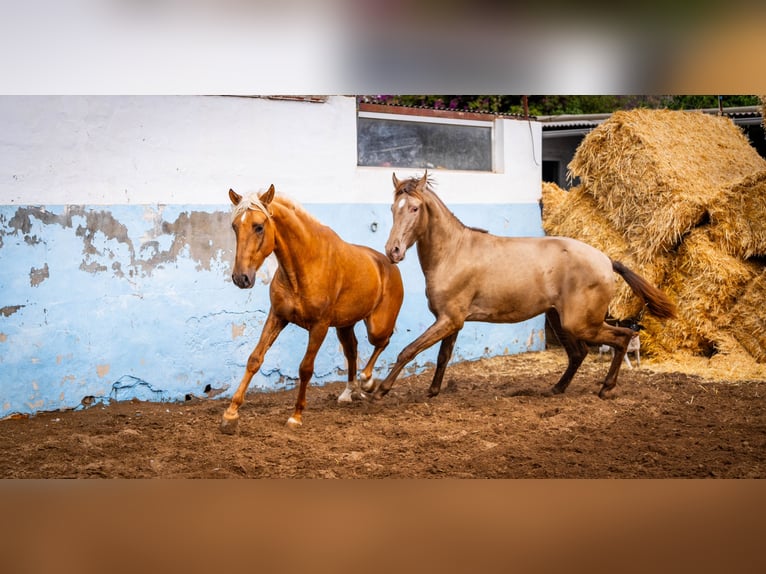 PRE Croisé Étalon 3 Ans 162 cm Champagne in Valencia