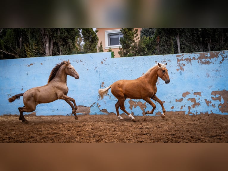 PRE Croisé Étalon 3 Ans 162 cm Champagne in Valencia