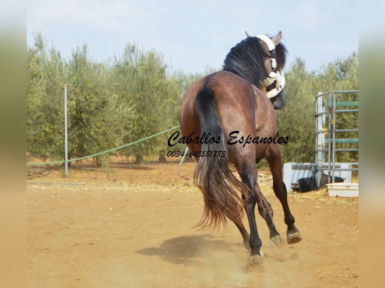 PRE Étalon 3 Ans 162 cm Gris (bai-dun) in Vejer de la Frontera