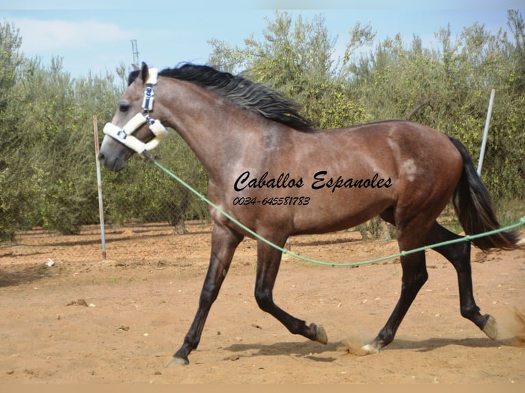 PRE Étalon 3 Ans 162 cm Gris (bai-dun) in Vejer de la Frontera