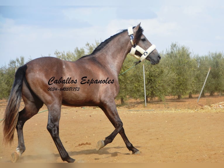 PRE Étalon 3 Ans 162 cm Gris (bai-dun) in Vejer de la Frontera