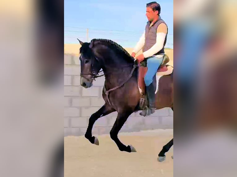 PRE Croisé Étalon 3 Ans 162 cm Gris in Sanlucar