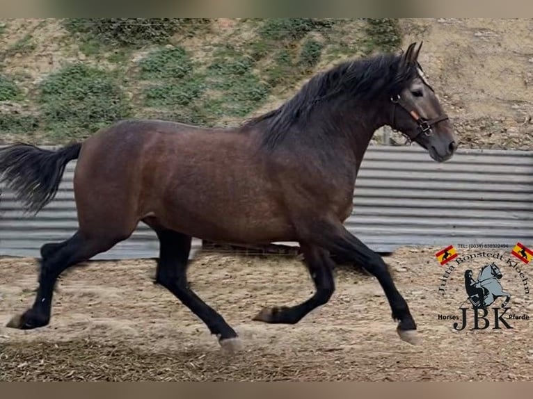 PRE Croisé Étalon 3 Ans 162 cm Gris in Tabernas Almería