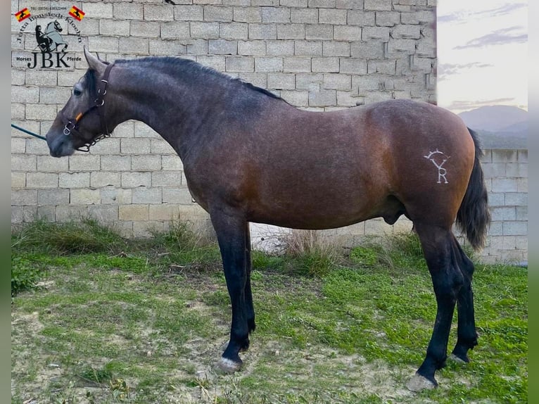 PRE Croisé Étalon 3 Ans 162 cm Gris in Tabernas Almería