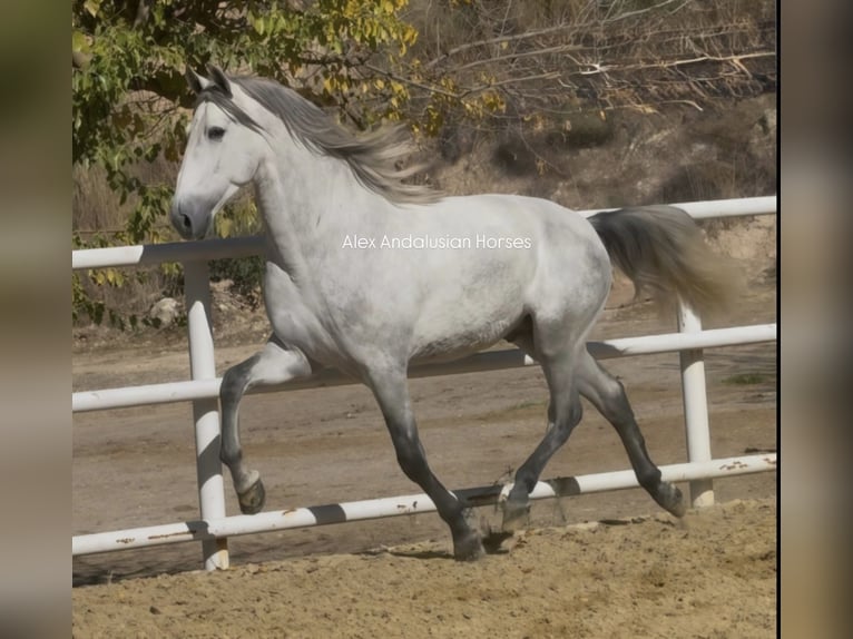 PRE Croisé Étalon 3 Ans 162 cm Gris in Sevilla