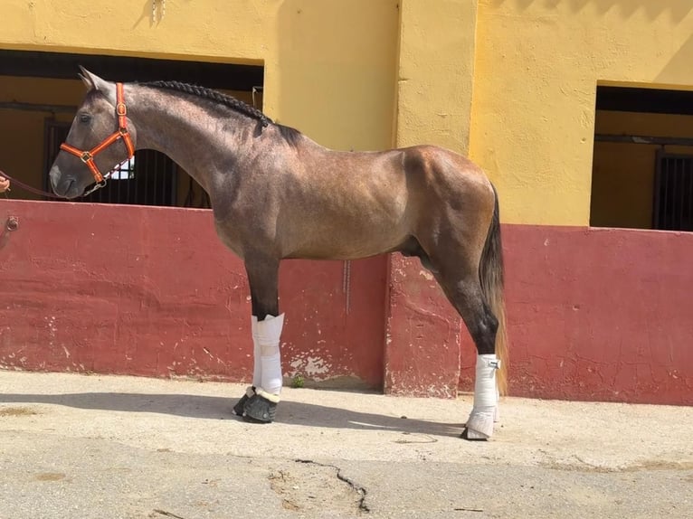 PRE Croisé Étalon 3 Ans 162 cm Gris in Terrassa