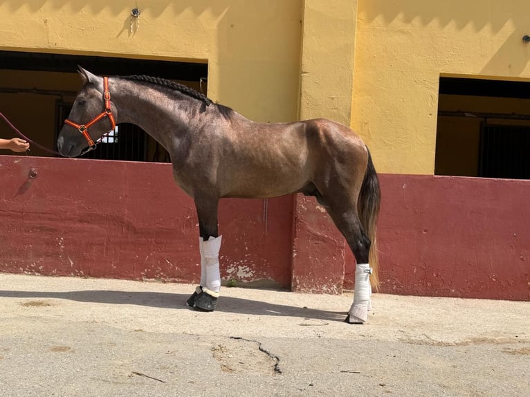PRE Croisé Étalon 3 Ans 162 cm Gris in Terrassa