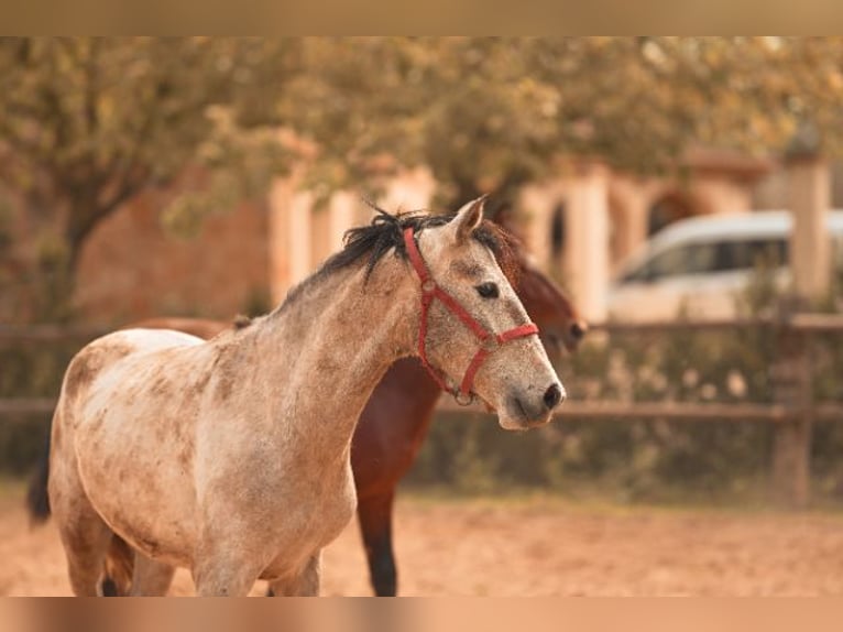 PRE Étalon 3 Ans 162 cm Gris in Felanitx