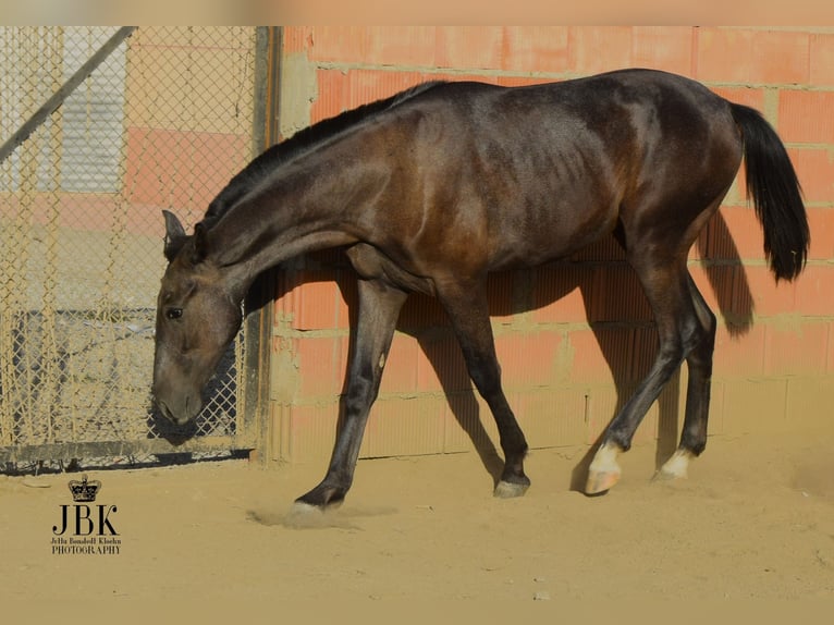 PRE Étalon 3 Ans 162 cm Gris in Tabernas Almeria