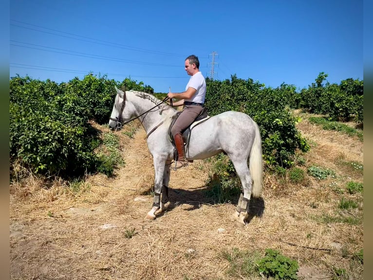 PRE Étalon 3 Ans 162 cm Gris in Galaroza