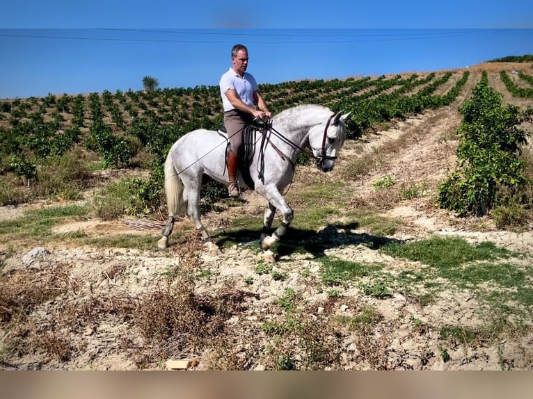 PRE Étalon 3 Ans 162 cm Gris in Galaroza