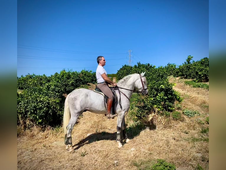 PRE Étalon 3 Ans 162 cm Gris in Galaroza