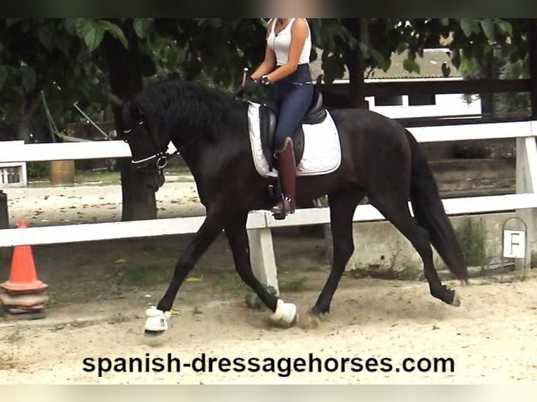 PRE Croisé Étalon 3 Ans 162 cm Noir in Barcelona