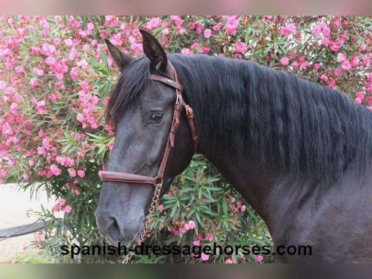 PRE Croisé Étalon 3 Ans 162 cm Noir in Barcelona